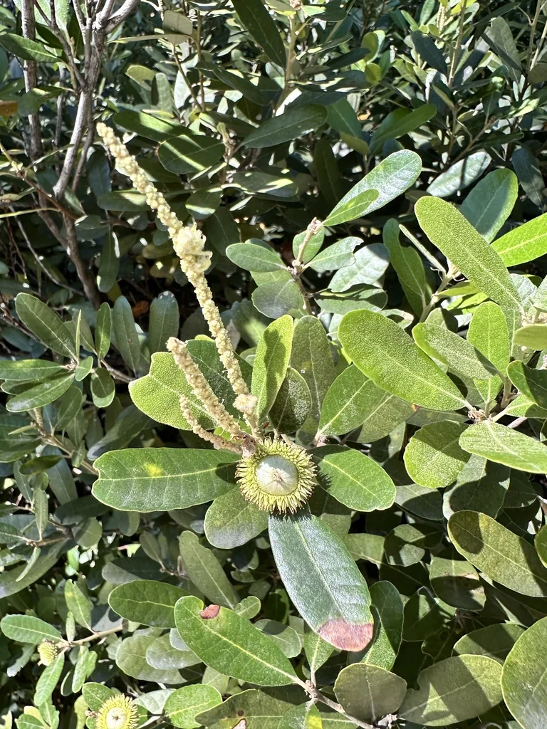 Notholithocarpus Densiflorus