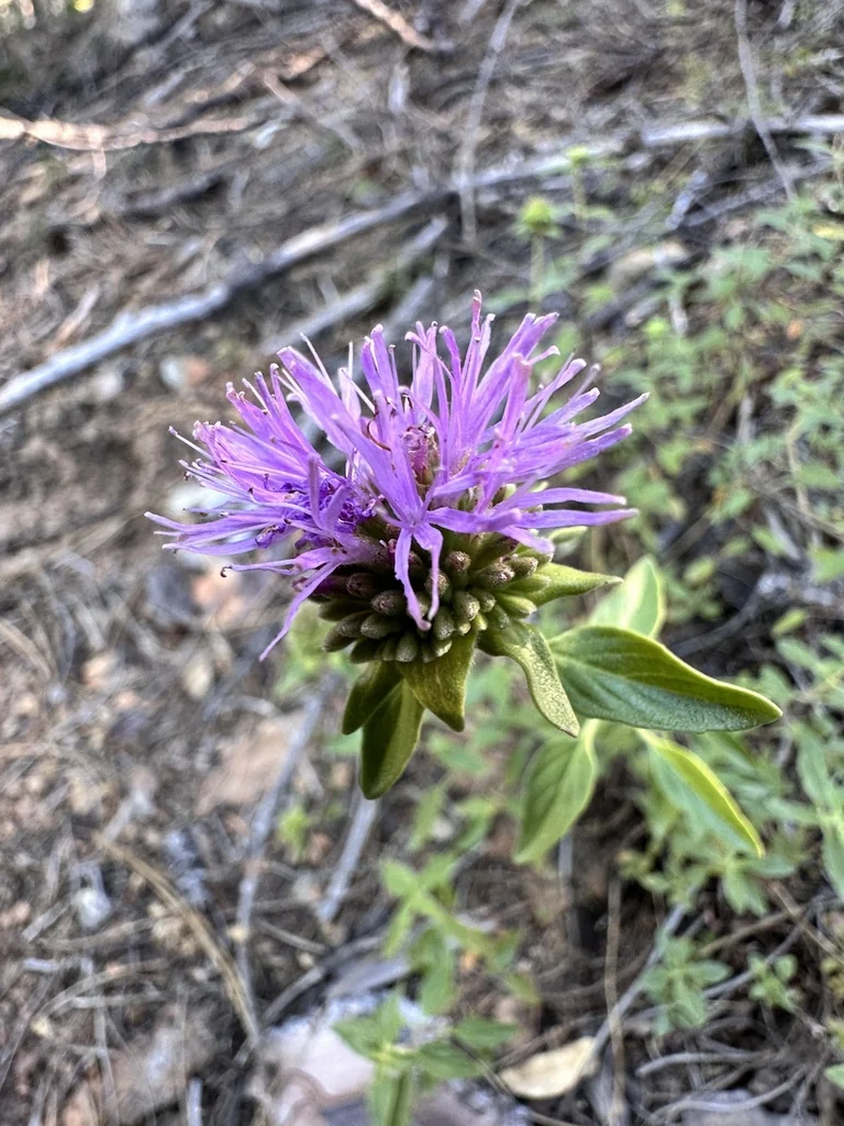 Monardella Villosa
