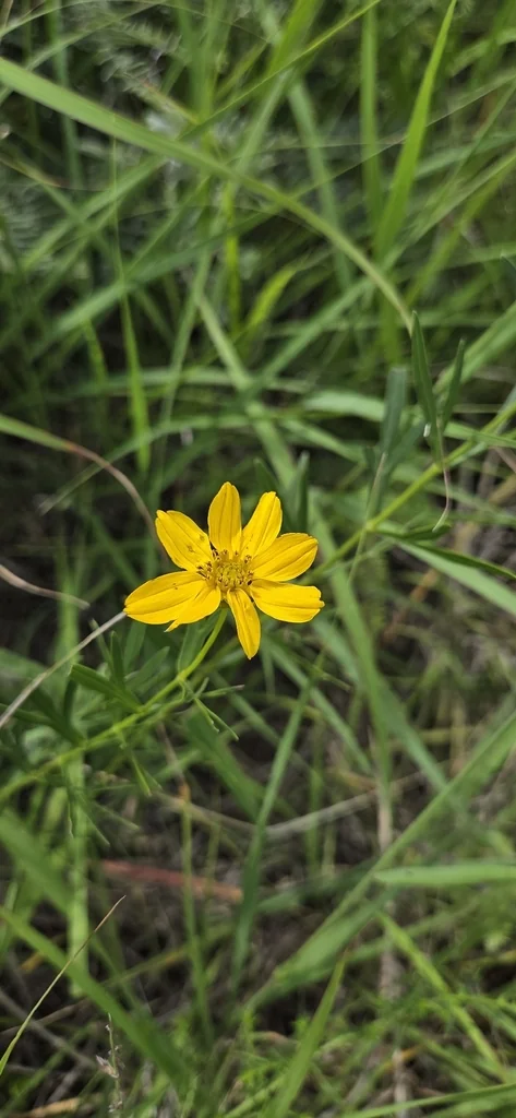 Coreopsis Palmata