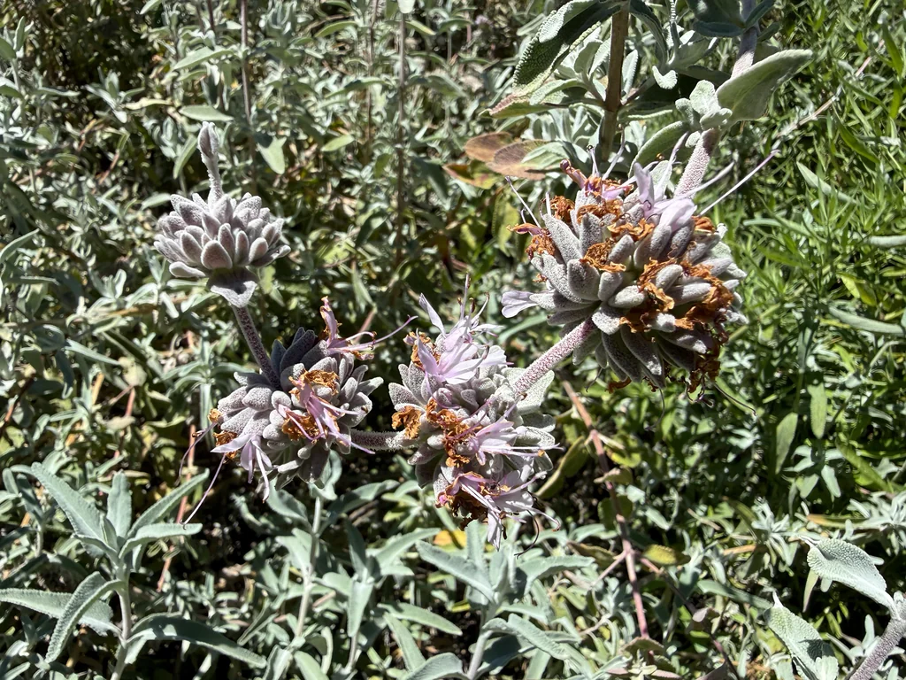 Salvia Leucophylla