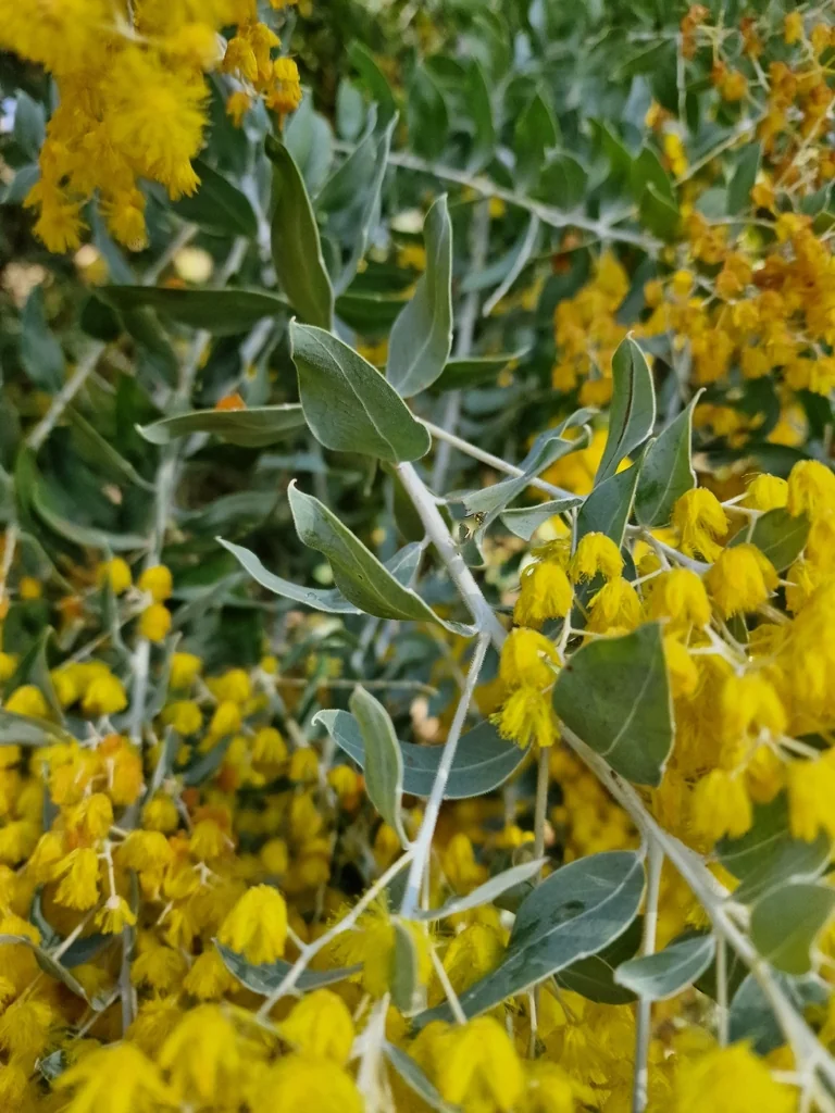 Acacia Podalyriifolia