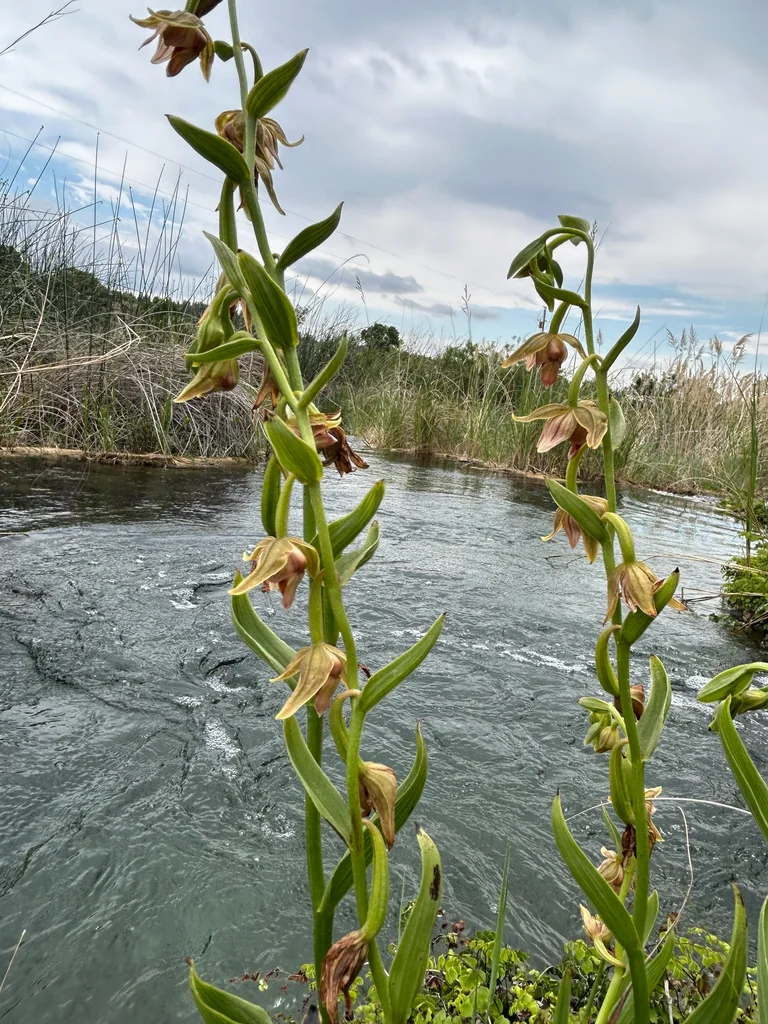 Epipactis Gigantea