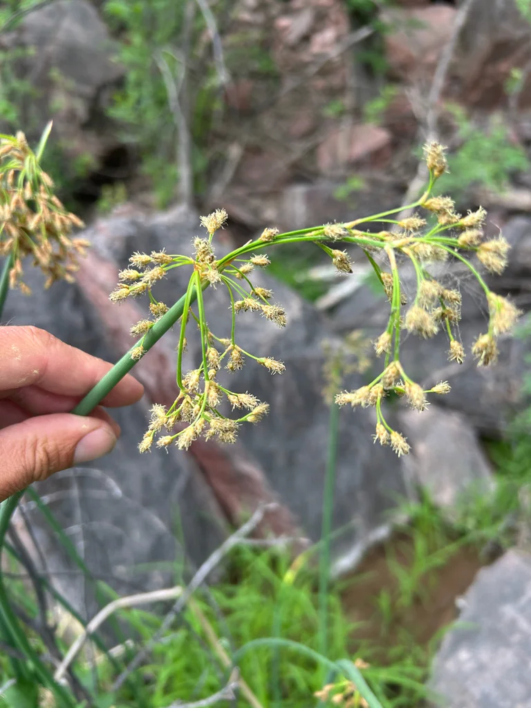 Scirpus Tabernaemontani