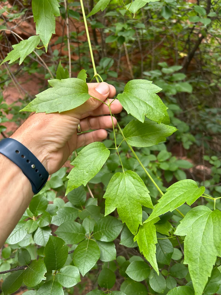 Clematis Ligusticifolia