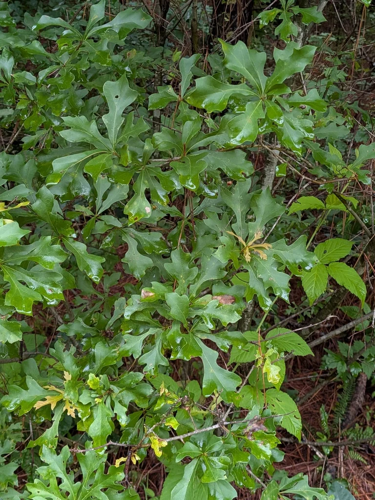 Quercus Nigra