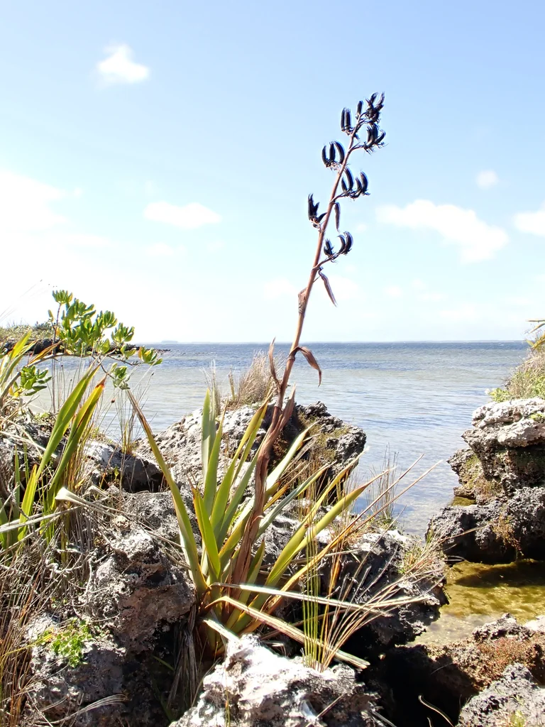 Phormium Tenax