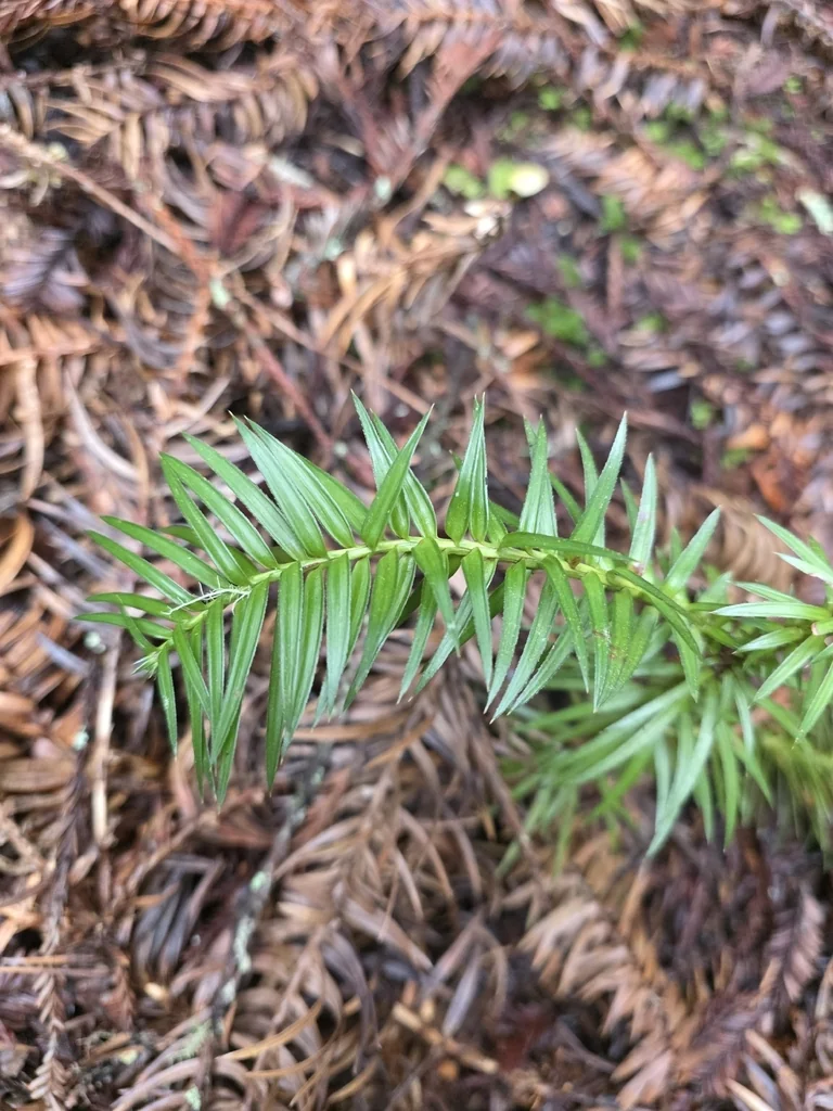 Cunninghamia Lanceolata