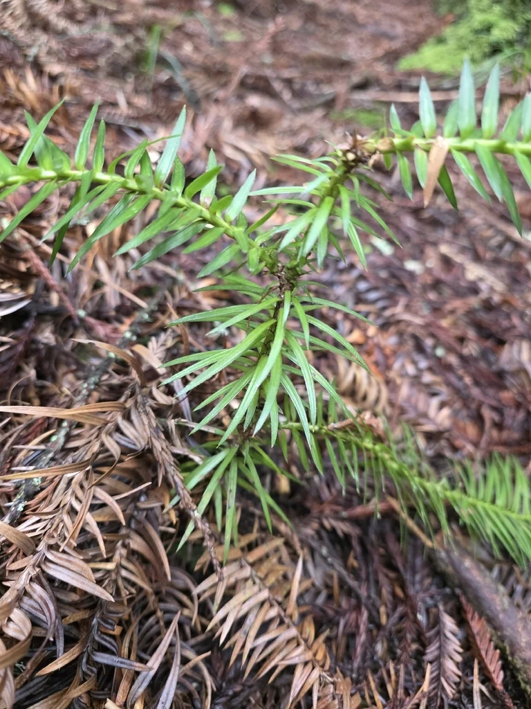 Cunninghamia Lanceolata