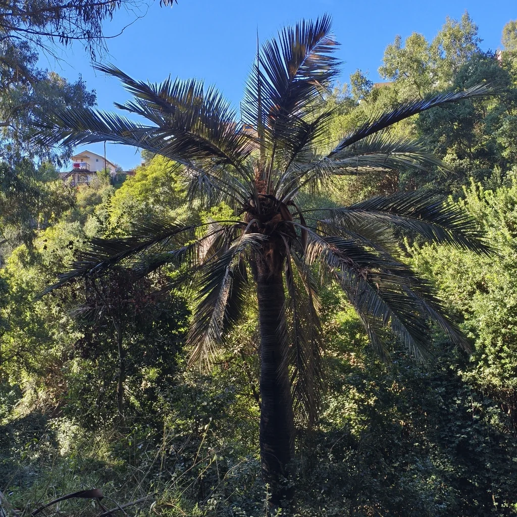 Jubaea Chilensis