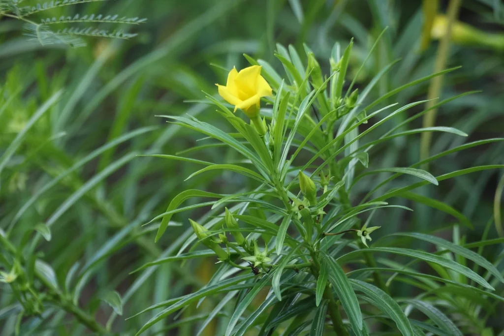 Thevetia Peruviana