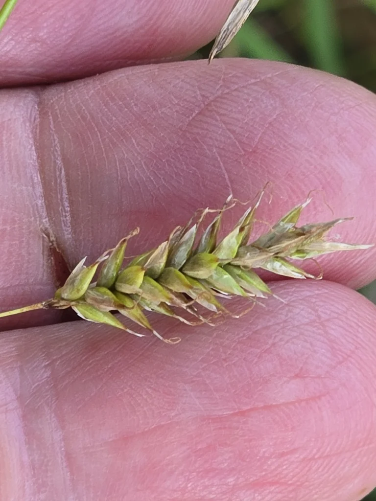 Carex Cherokeensis