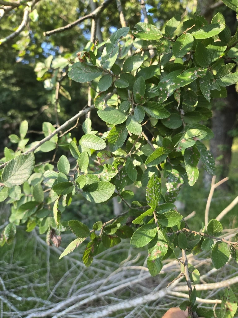 Ulmus Crassifolia