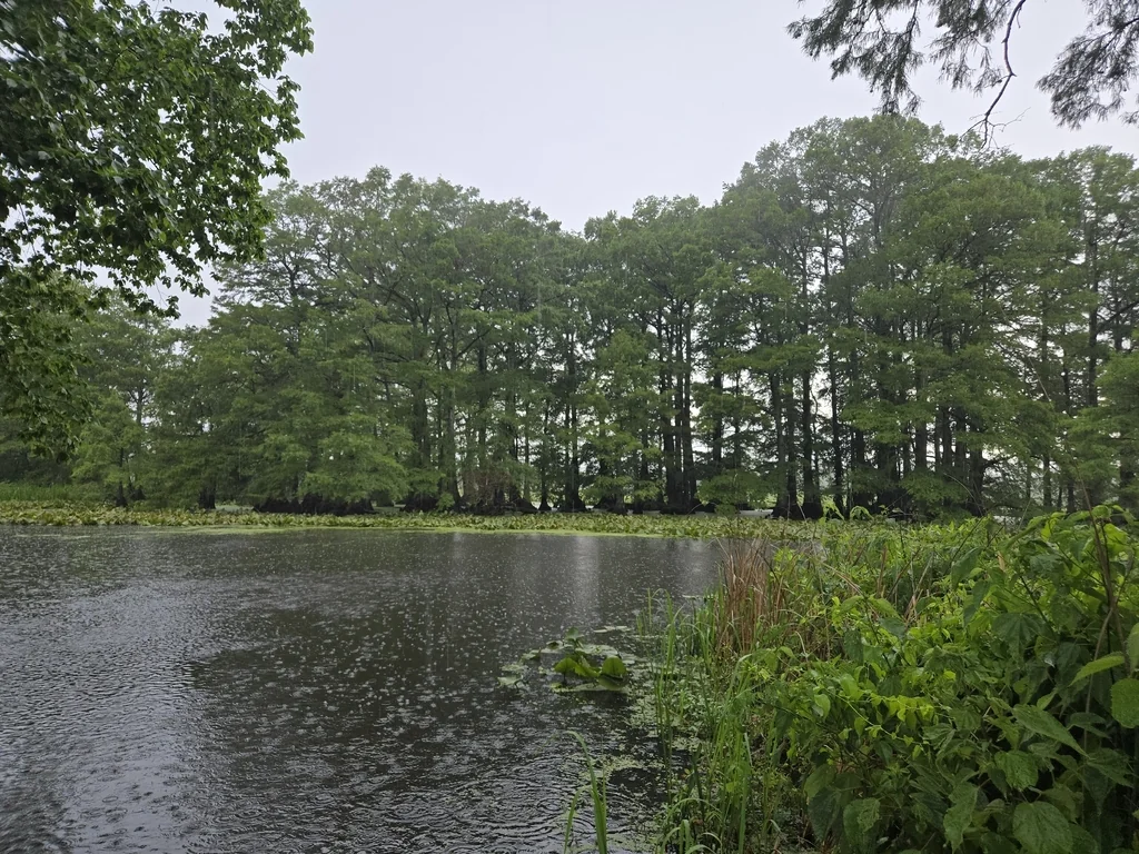 Taxodium Distichum