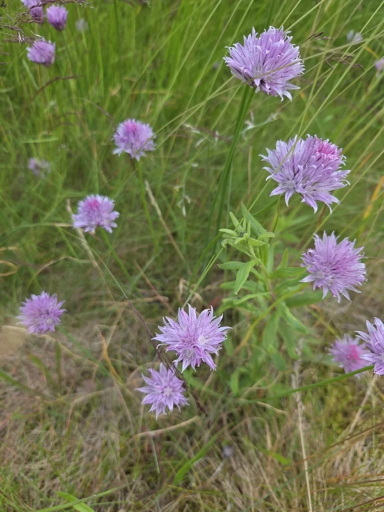 Allium Schoenoprasum