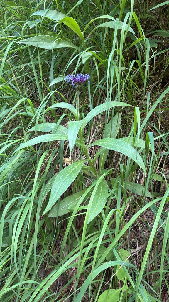 Centaurea Montana