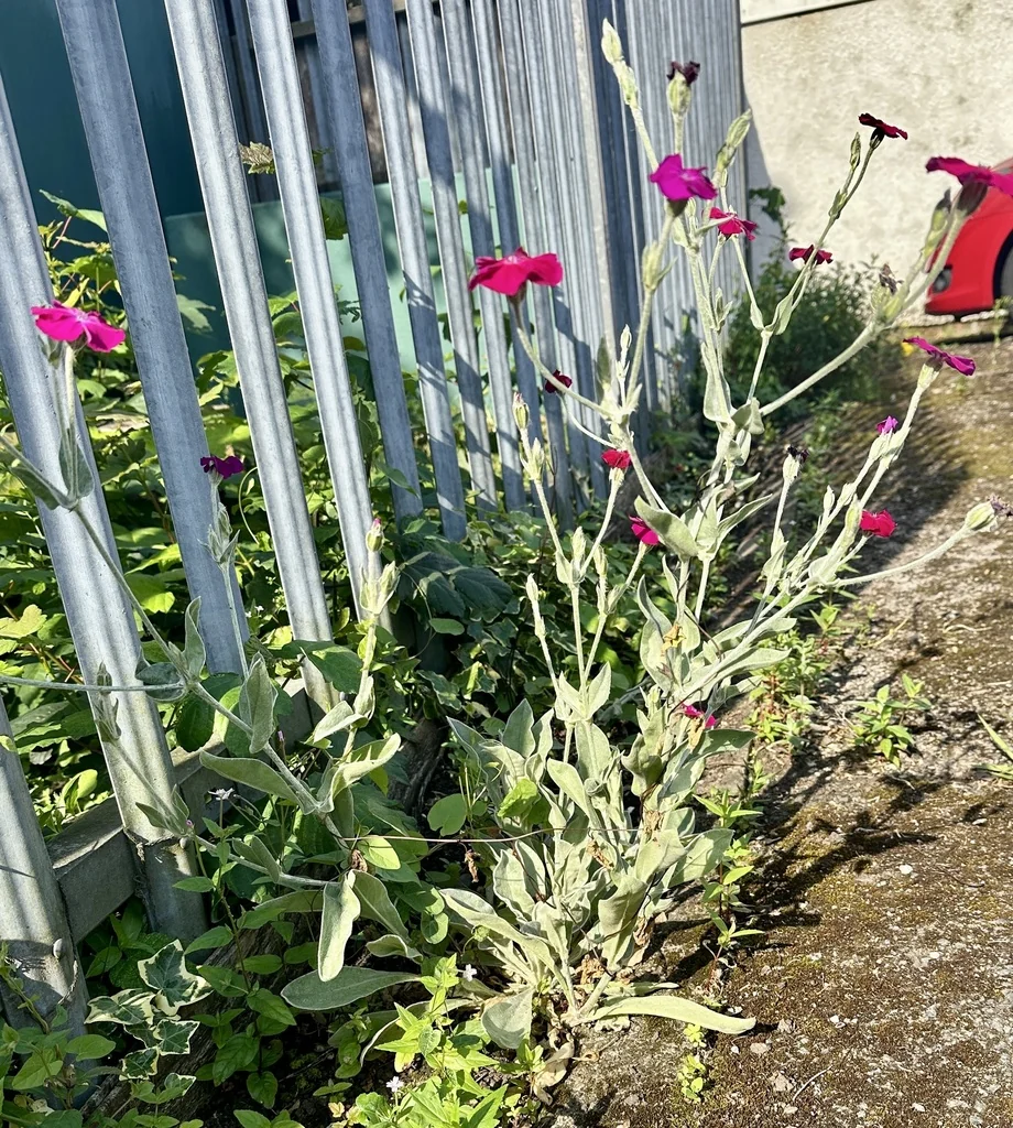Lychnis Coronaria