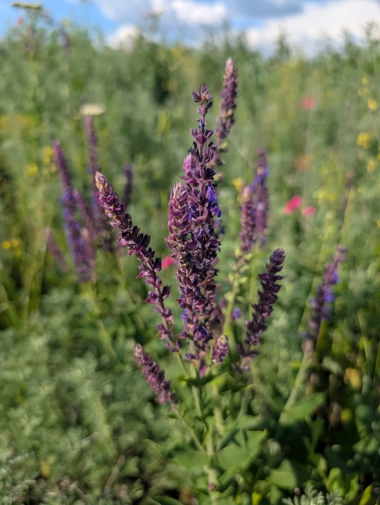 Salvia nemorosa