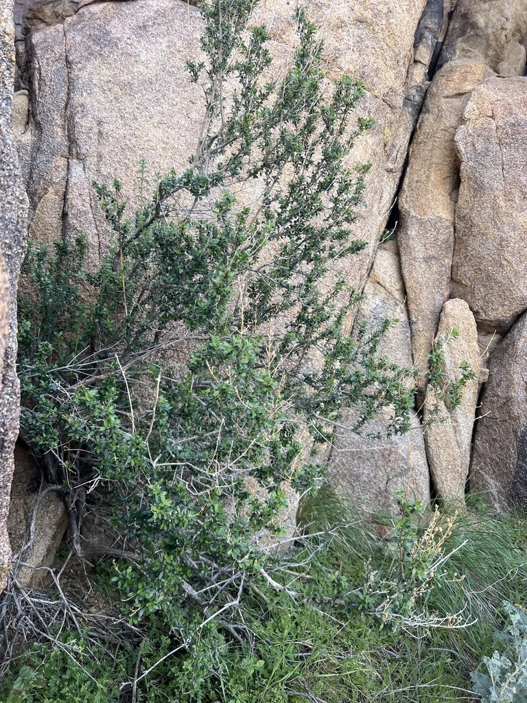 Keckiella Antirrhinoides