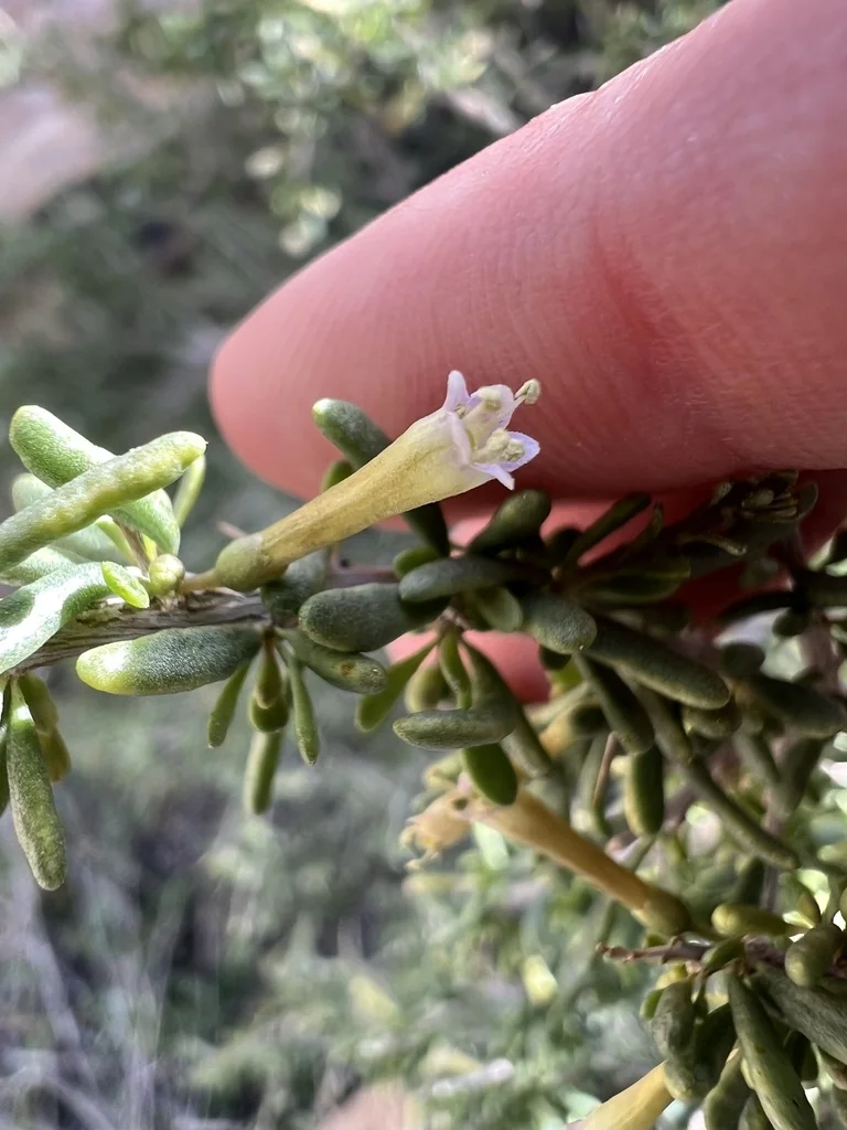 Lycium Andersonii