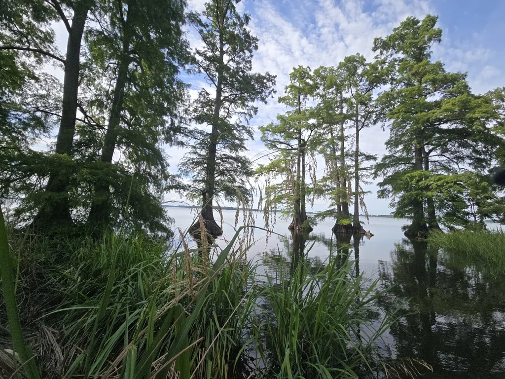 Taxodium Distichum