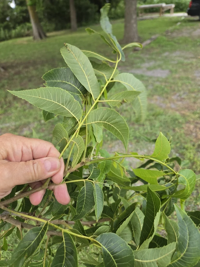 Carya illinoinensis