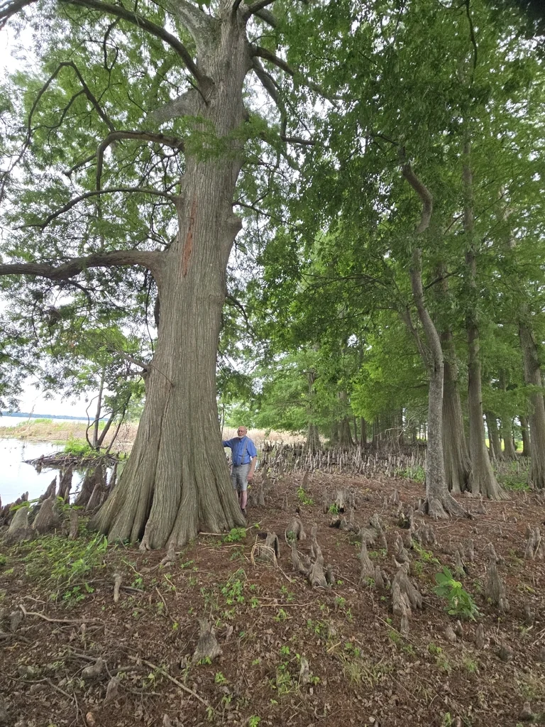 Taxodium Distichum