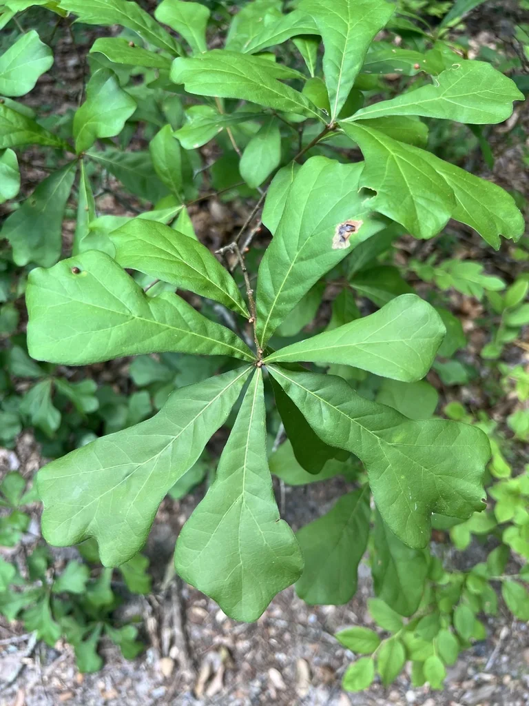 Quercus Nigra