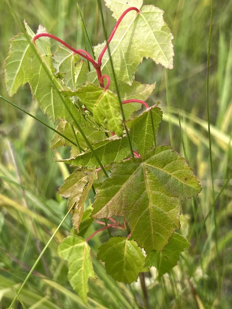 Acer Ginnala