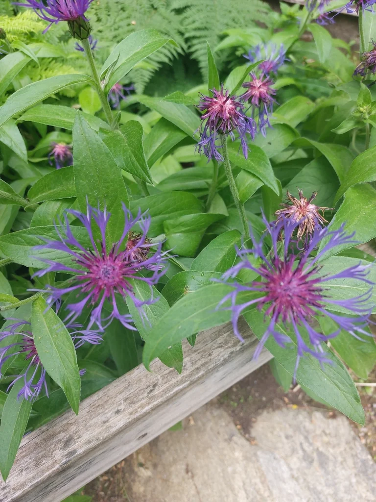 Centaurea Montana