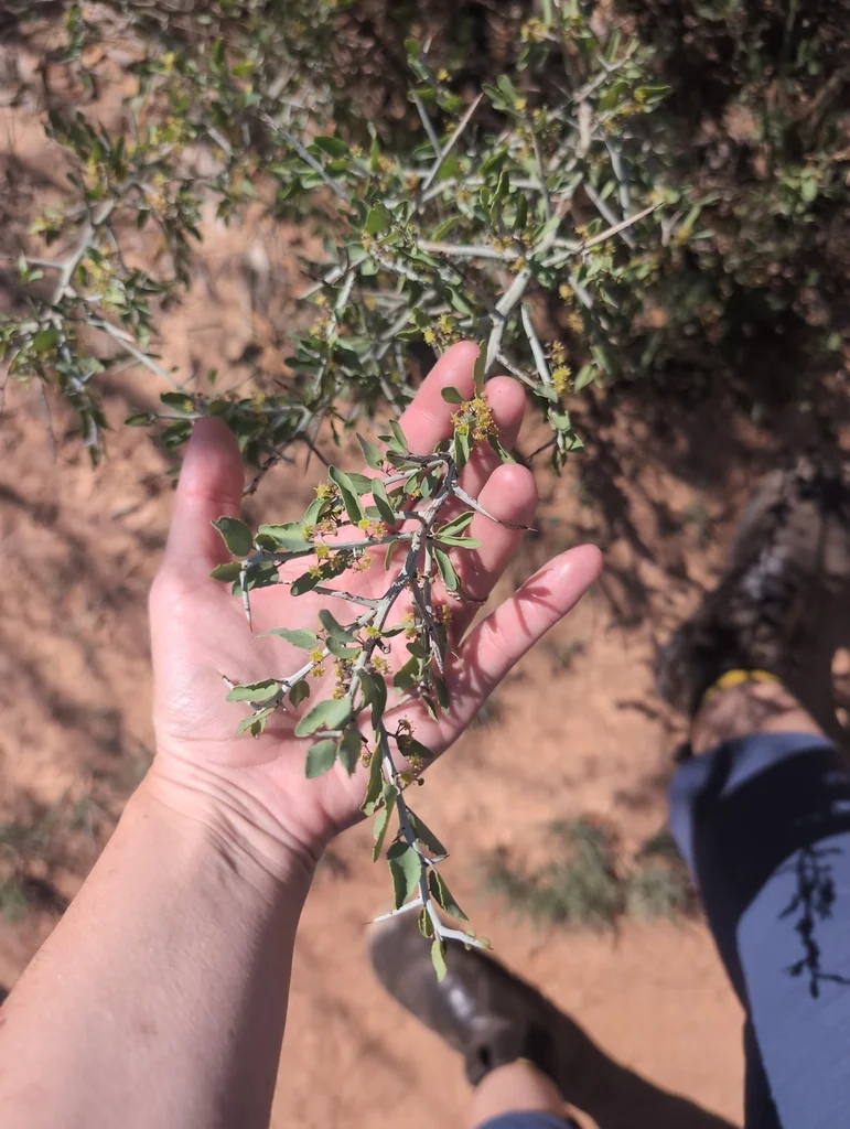 Ziziphus Obtusifolia