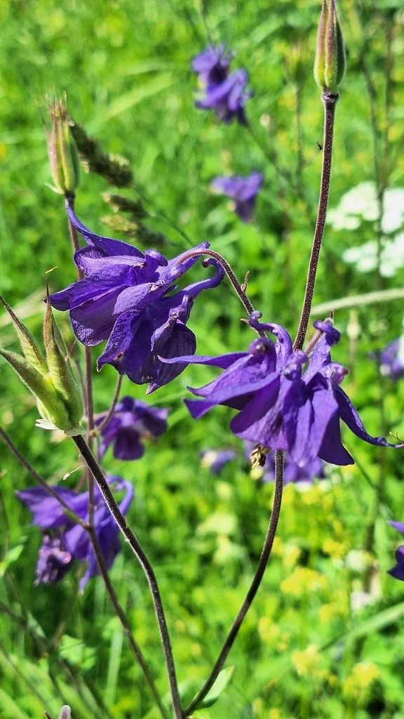 Aquilegia Vulgaris