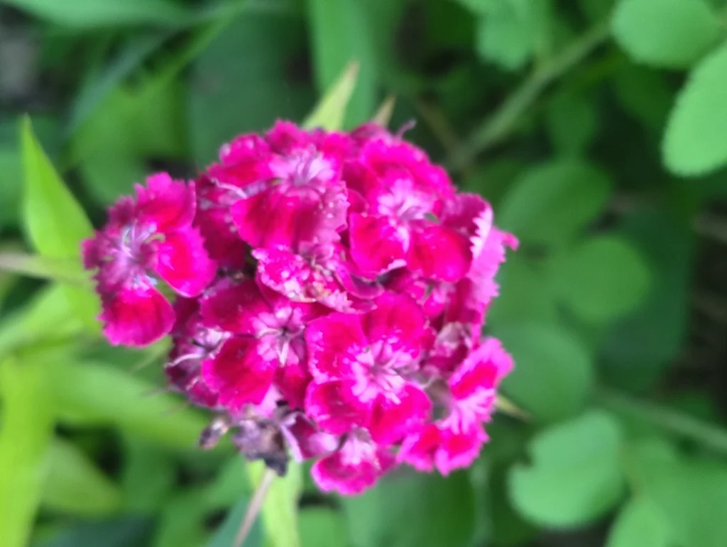 Dianthus Barbatus