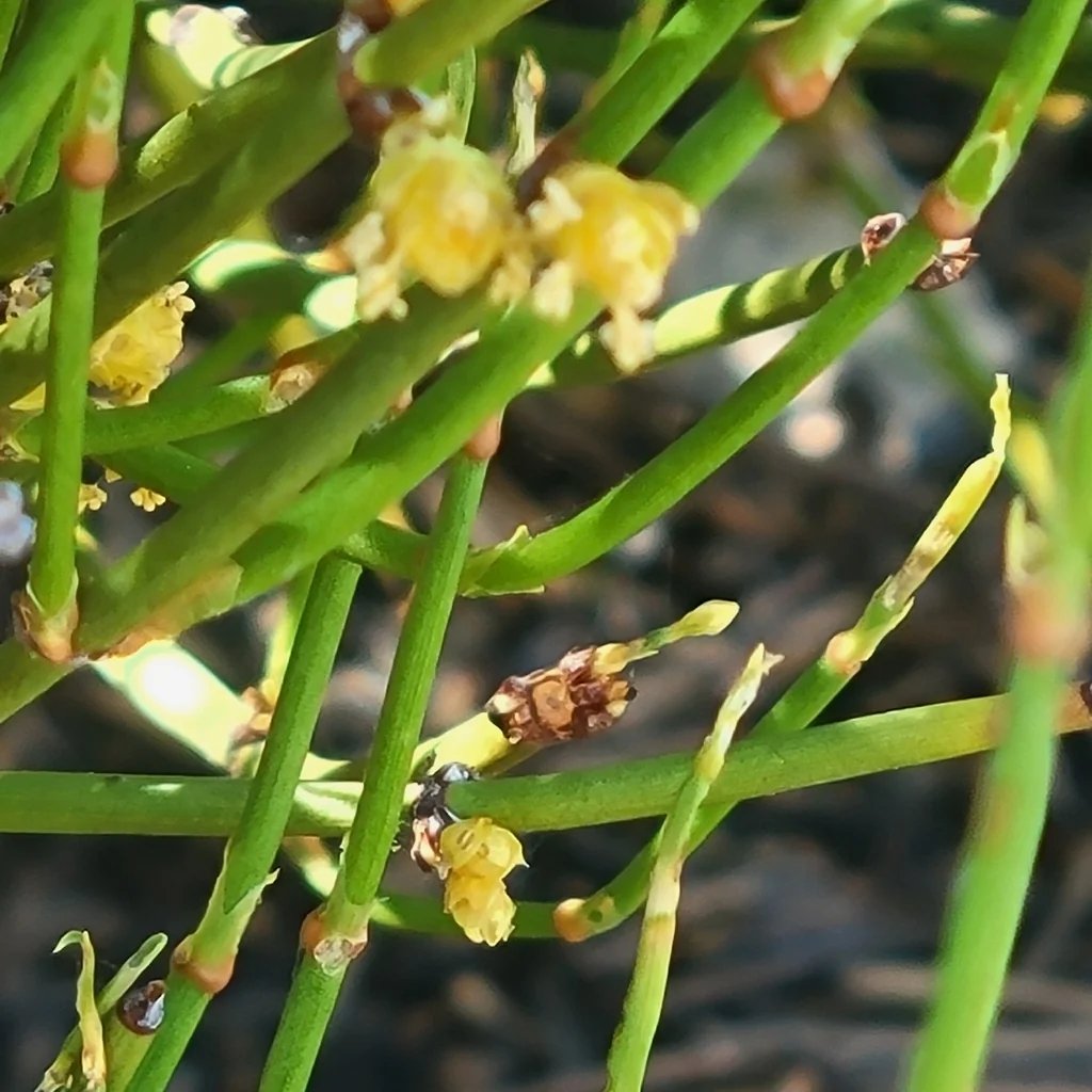 Ephedra Viridis