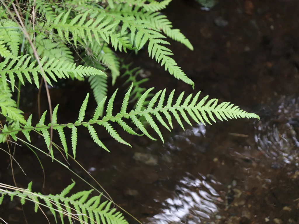 Thelypteris Decursive-Pinnata