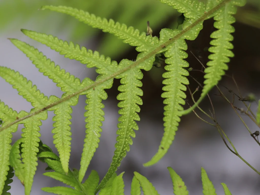Thelypteris Decursive-Pinnata
