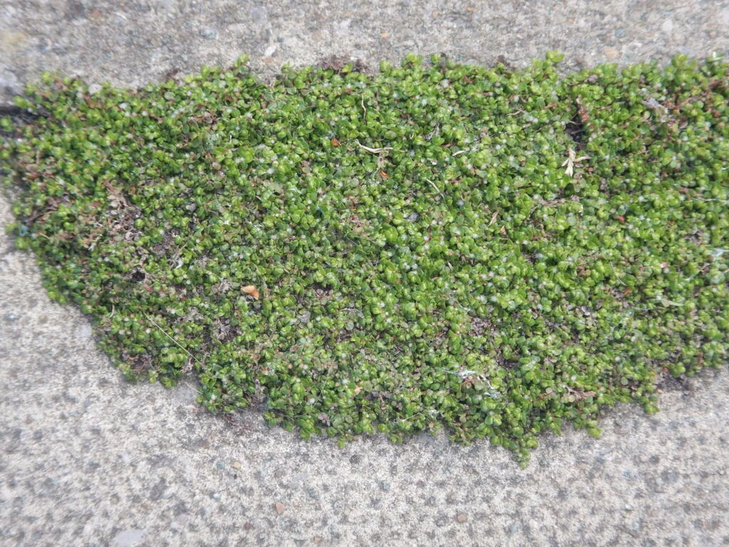 Soleirolia Soleirolii