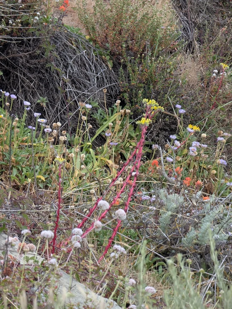Dudleya Caespitosa