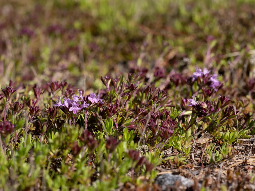 Thymus Serpyllum