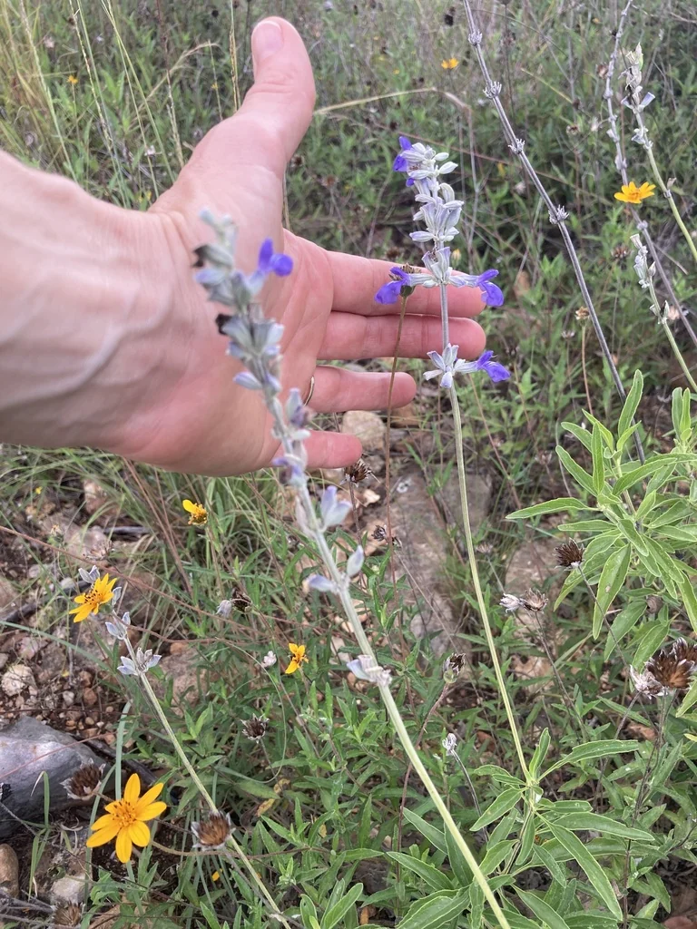 Salvia farinacea