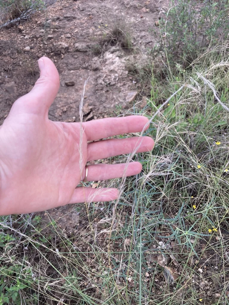 Aristida Purpurea