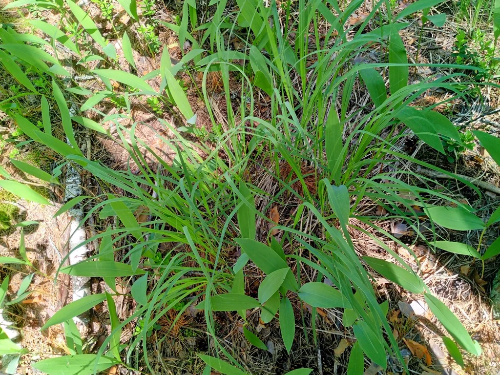 Molinia Caerulea