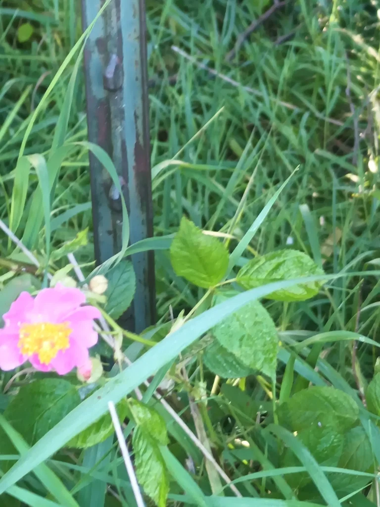 Rosa Setigera