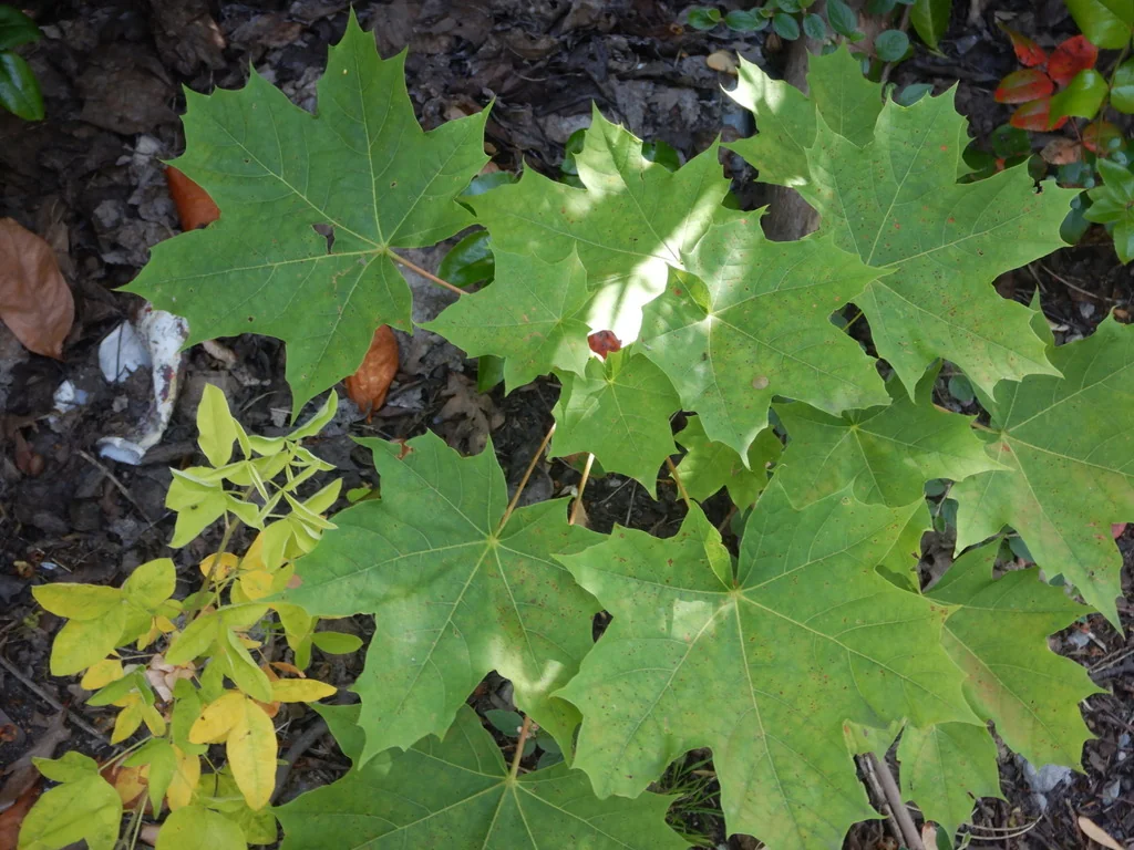 Laburnum Anagyroides