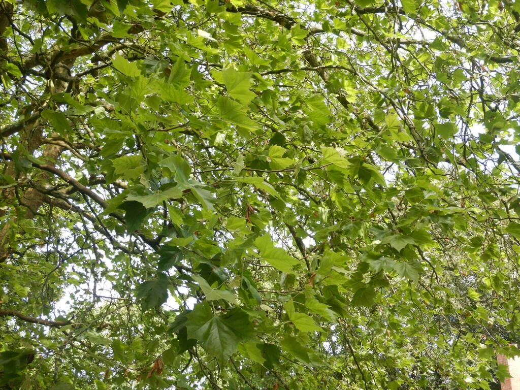 Platanus X Hispanica