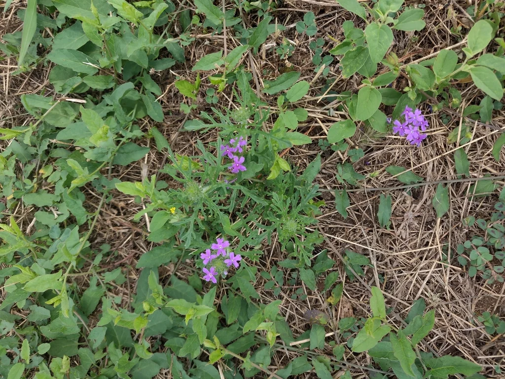 Glandularia Bipinnatifida
