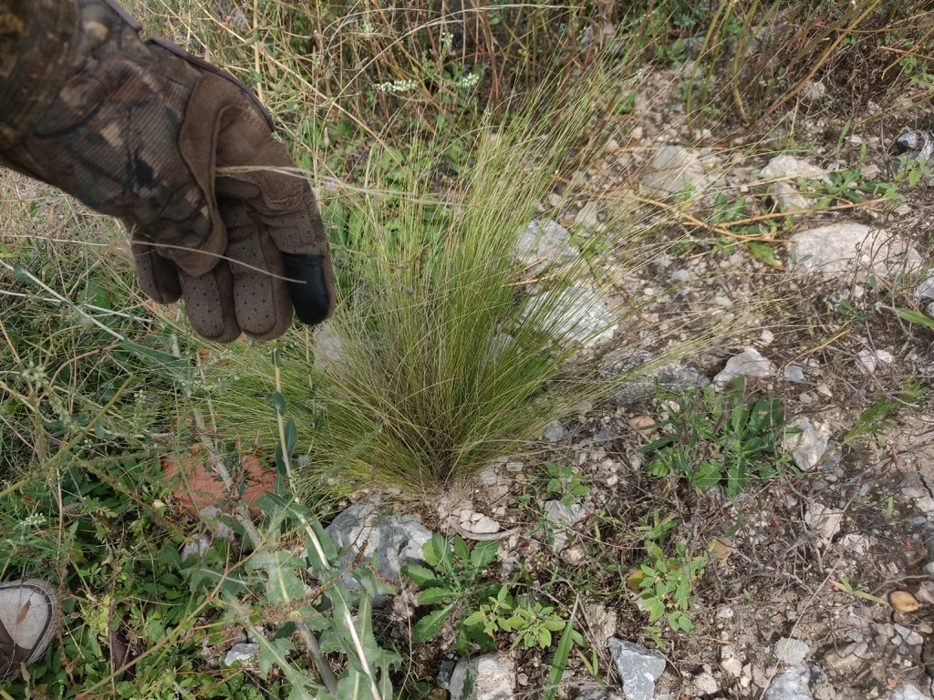 Nassella Tenuissima