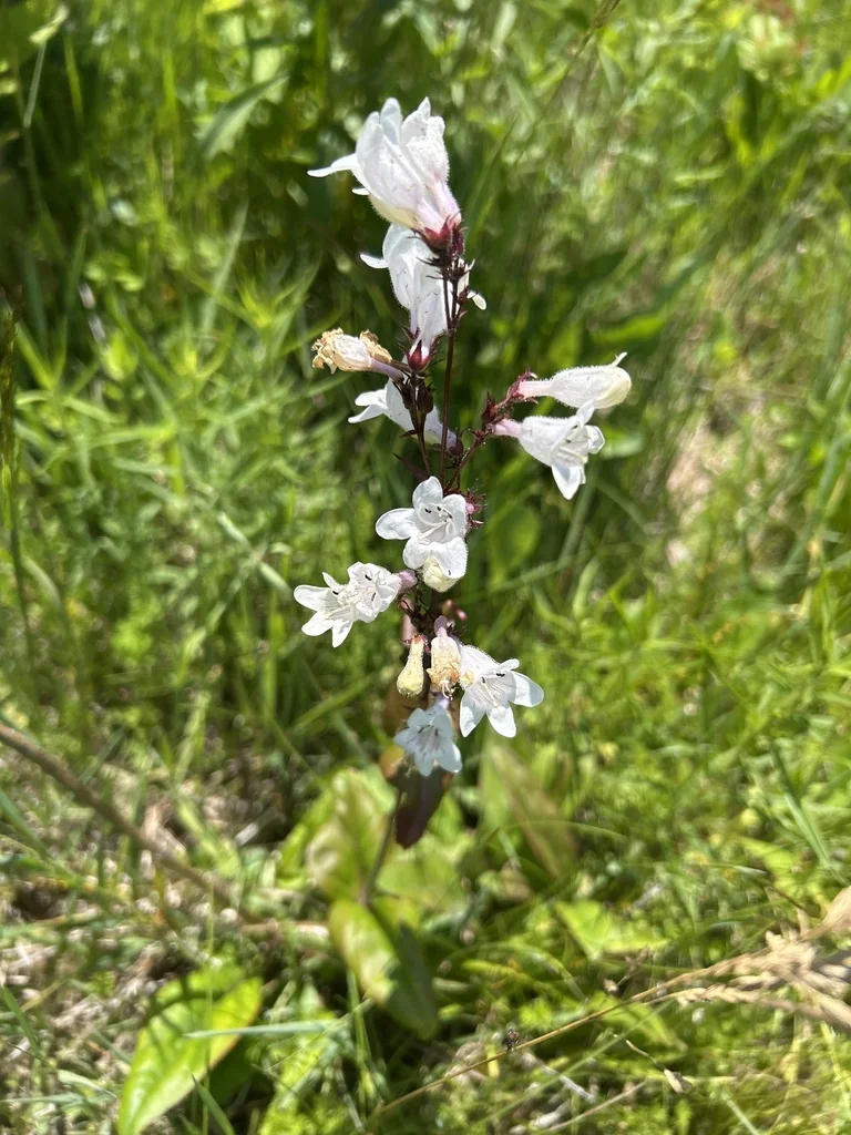 Penstemon Digitalis