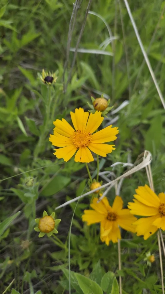 Coreopsis Lanceolata