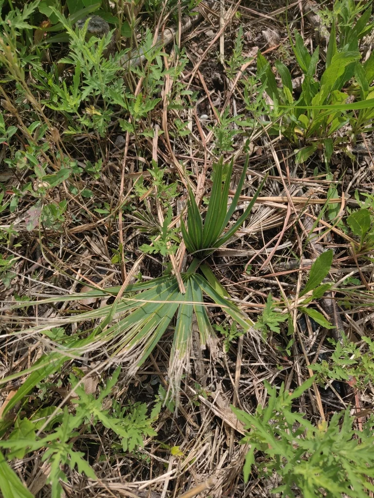 Sabal Minor