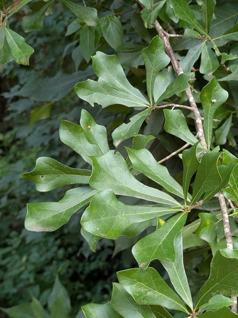 Quercus Nigra